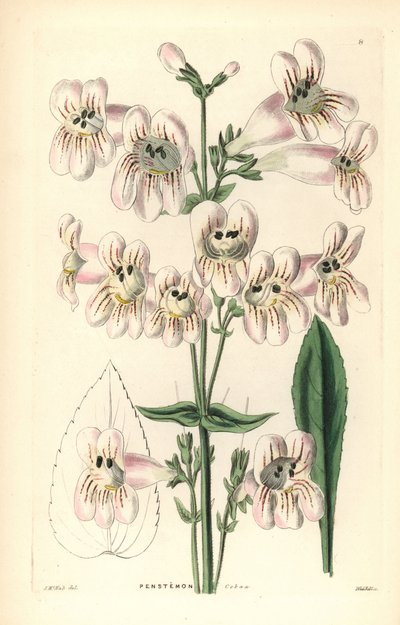Penstemon o kwiatach cobaea, Penstemon cobaea. Ręcznie kolorowany miedzioryt Weddella według J. McNaba z "Ornamental Flower Garden and Shrubbery" Johna Lindleya i Roberta Sweeta, G. Willis, Londyn. autorstwa Unbekannter Künstler