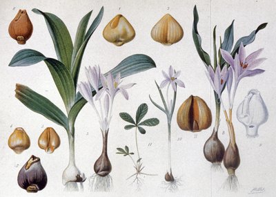 Colchicum, ok. 1900 r. (rycina) autorstwa Unbekannter Künstler