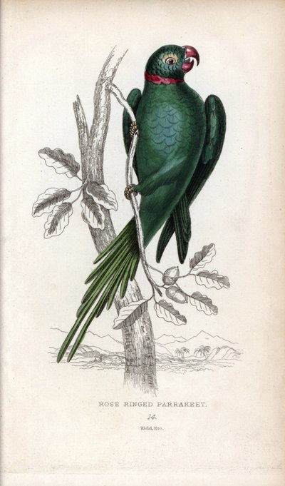 Papużka falista, Psittacula krameri. Psittacus torquatus. Litografia Josepha Kidda, na podstawie rysunku Johna Audubona, w Miscellany of Natural History: Parrots, Sir Thomas DiK Lauder and Captain Thomas Brown, opublikowanym w Edynburgu w Szkocji w 1833 ro autorstwa Unbekannter Künstler