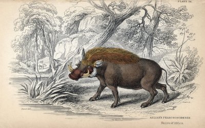 Pakochera afrykańska (Phaochoerus africanus). Miedzioryt autorstwa Williama Lizarsa, na podstawie rysunku Jamesa Stewarta, opublikowany w Naturalist Library: Mammals, pachyderms and quadrupedes with fine skin, pod redakcją W. H. Lizarsa, w Edynburgu, w Szk autorstwa Unbekannter Künstler