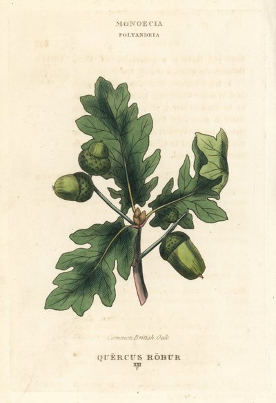 Brytyjski dąb szypułkowy Quercus robur. Ręcznie kolorowany miedzioryt według ilustracji Richarda Duppy z jego The Clours and Orders of the Linnaean System of Botany, Longman, Hurst, London. autorstwa Unbekannter Künstler