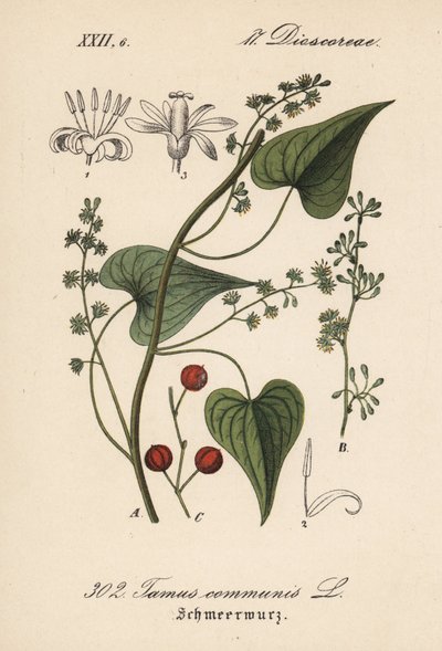 Pospolity kierowca lub trawa dla maltretowanych kobiet - Black bryony, Tamus communis. Ręcznie kolorowana litografia z Flory Niemiec (Flora von Deutschland) Diedericha von Schlechtendala, Jena autorstwa Unbekannter Künstler