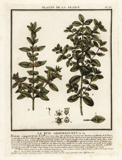 Pudełko zwyczajne, Buxus sempervirens. autorstwa Unbekannter Künstler