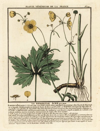 Jaskier pospolity, Ranunculus acris. autorstwa Unbekannter Künstler