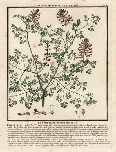Fumitory pospolite, Fumaria officinalis. autorstwa Unbekannter Künstler