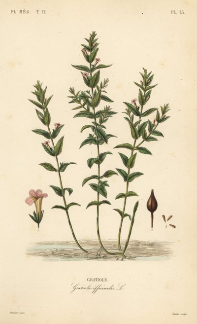 Jeż pospolity lub zioło łaski, Gratiola officinalis, Gratiole autorstwa Unbekannt