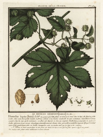 Chmiel zwyczajny, Humulus lupulus. autorstwa Unbekannter Künstler