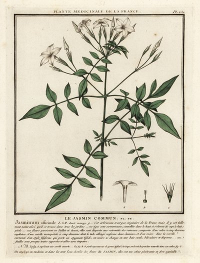 Jaśmin zwyczajny, Jasminum officinale. autorstwa Unbekannter Künstler