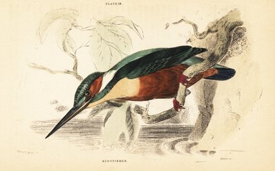 Zimorodek zwyczajny, Alcedo atthis. 1889 (grawerowanie) autorstwa Unbekannter Künstler