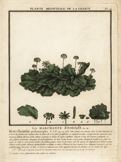 Przylaszczka pospolita, Marchantia polymorpha. autorstwa Unbekannter Künstler