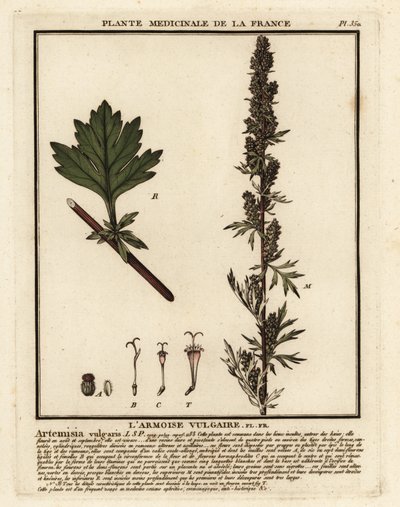 Bylica pospolita, Artemisia vulgaris. autorstwa Unbekannter Künstler