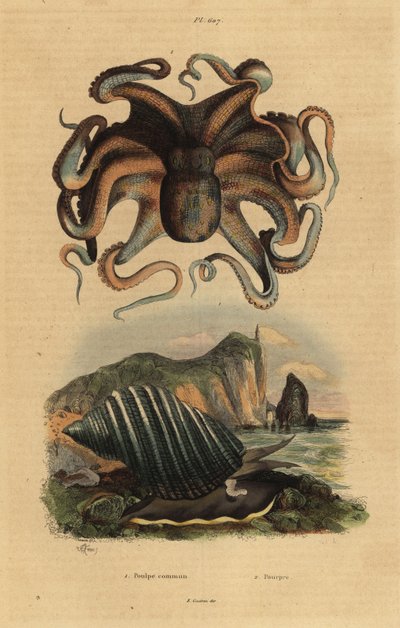 Ośmiornica zwyczajna, Octopus vulgaris 1 i ślimak morski, Dicathais orbita 2 autorstwa Unbekannt