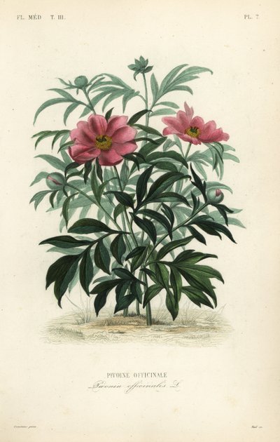 Piwonia pospolita lub piwonia ogrodowa, Paeonia officinalis, Pivoine officinale autorstwa Unbekannt