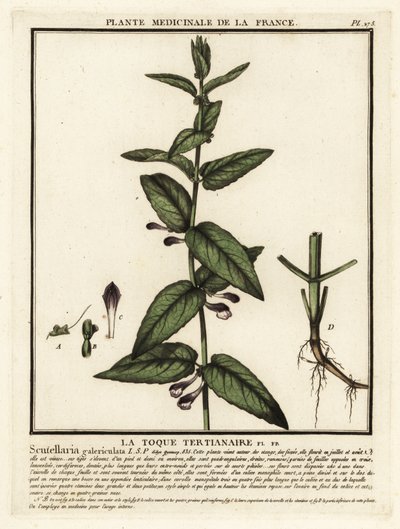 Jarmułka pospolita, Scutellaria galericulata. autorstwa Unbekannter Künstler
