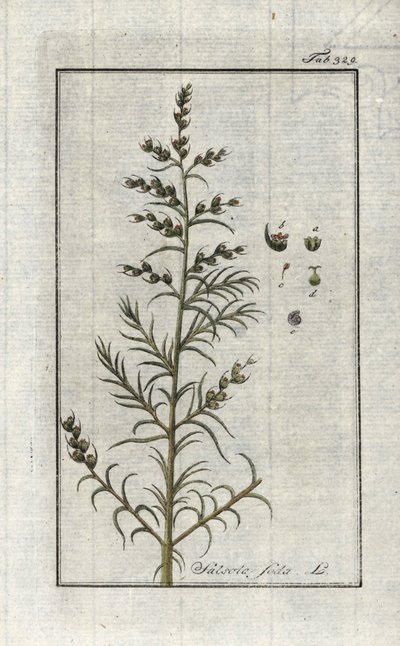Soda zwyczajna (Salsola soda). Litografia z "Afbeelding der Artseny-Gewassen" Johannesa Zorna (1739-1799), Holandia autorstwa Unbekannter Künstler