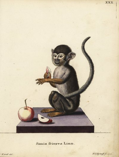 Wiewiórka pospolita, Saimiri sciureus. Simia sciurea Linn. Ręcznie kolorowany miedzioryt Hermanna Jakoba Tyroffa według ilustracji Josepha Karella z "Animal Illustrations after Nature, or Schreber