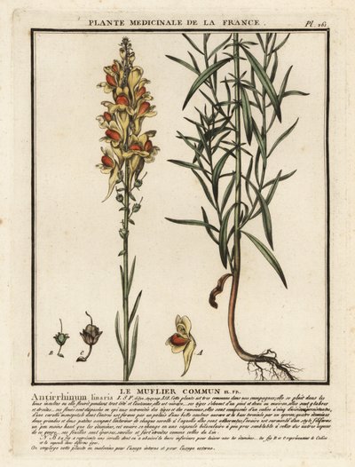 Ropucha zwyczajna, Linaria vulgaris. autorstwa Unbekannter Künstler