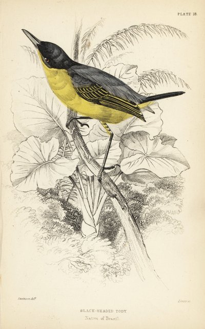 Muchołówka mała, Todirostrum cinereum (Todus melanocephalus). Ręcznie kolorowany staloryt autorstwa Williama Lizarsa na podstawie ilustracji Williama Swainsona z Naturalist