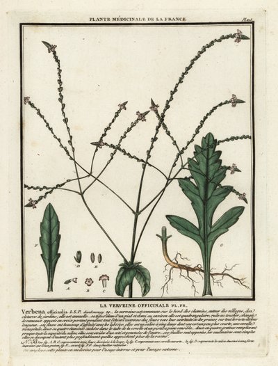 Werbena zwyczajna, Verbena officinalis. autorstwa Unbekannter Künstler