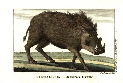 Waran zwyczajny, Phacochoerus africanus. Od Francois Le Vaillant (Levaillant autorstwa Unbekannter Künstler