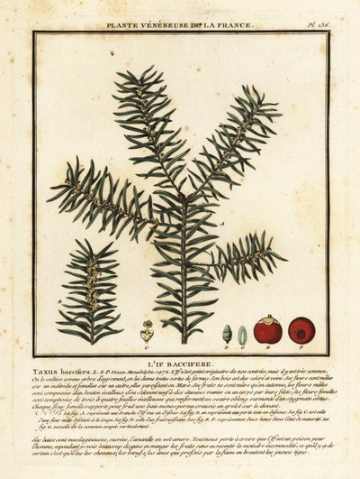 Cis pospolity lub cis pospolity, Taxus baccata. autorstwa Unbekannter Künstler