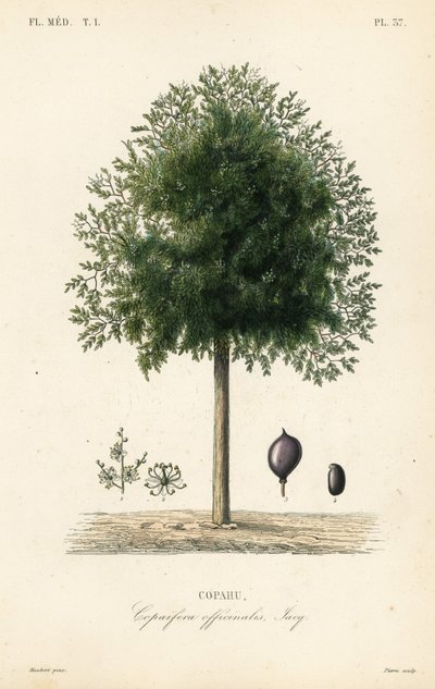 Drzewo Copaiba, Copaifera officinalis, Copahu autorstwa Unbekannt