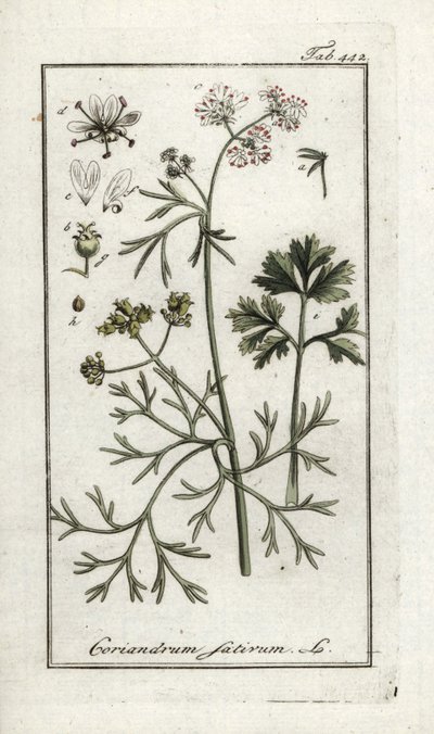 Kolendra (Coriandrum sativum). Litografia z "Afbeelding der Artseny-Gewassen" Johannesa Zorna (1739-1799), Holandia autorstwa Unbekannter Künstler