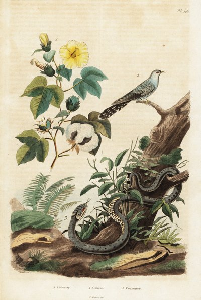 Bawełna, kukułka i zaskroniec.,1834-1839 (grafika) autorstwa Unbekannter Künstler