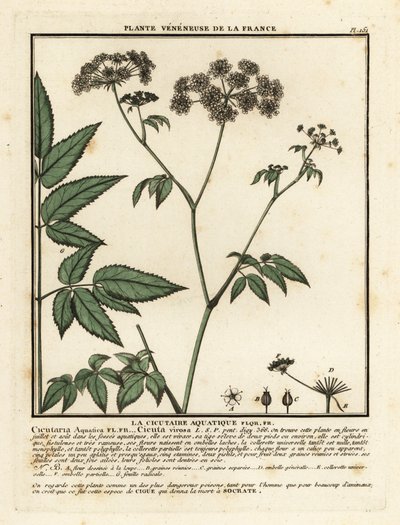 Cowbane, Hemlock virosa. autorstwa Unbekannter Künstler