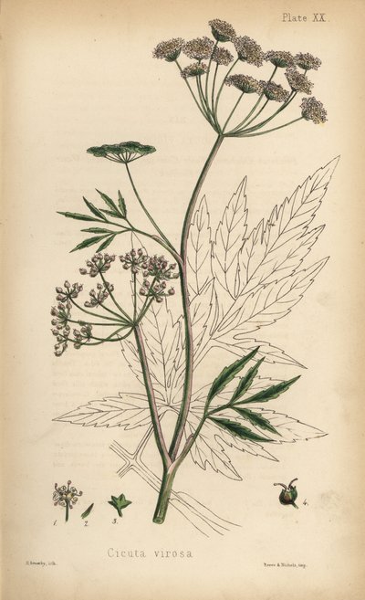 Cowbane lub cykuta wodna, Cicuta virosa. Ręcznie kolorowana litografia autorstwa Henry
