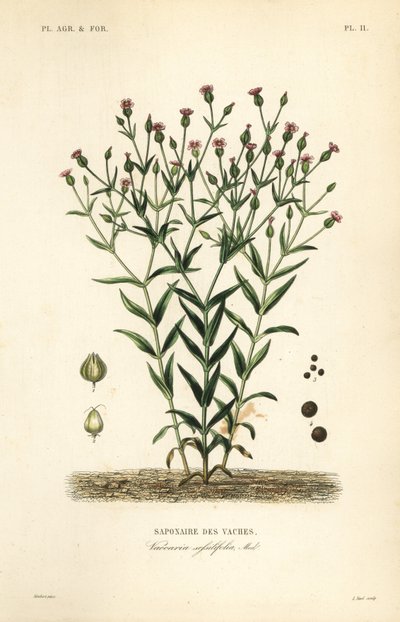 Cowherb, Vaccaria hispanica, Vaccaria sessilifolia, Saponaire des Vaches autorstwa Unbekannt