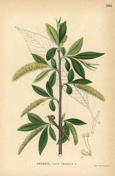 Wierzba krucha, Salix fragilis autorstwa Unbekannter Künstler