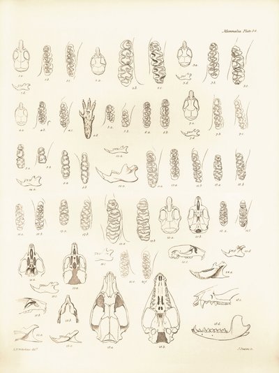 Żurawie i zęby różnych gatunków gryzoni opisane przez Karola Darwina podczas jego podróży badawczej na pokładzie statku Beagle. Plansza z "Zoologii podróży H.M.S. Beagle pod dowództwem kapitana Fitzroya w latach 1832-1836, wydanej i uzupełnionej przez Karo autorstwa Unbekannter Künstler