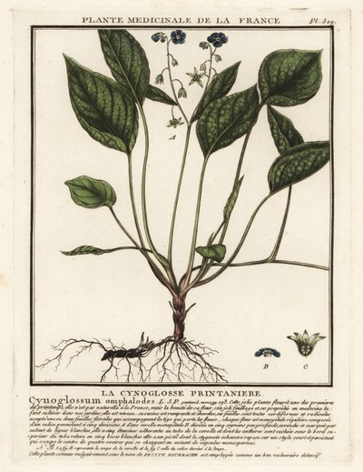 Pełzający navelwort, Omphalodes verna. autorstwa Unbekannter Künstler