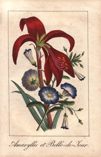 Karmazynowy amarylis i powój karłowaty, Hippeastrum i Convolvulus tricolor autorstwa Unbekannter Künstler