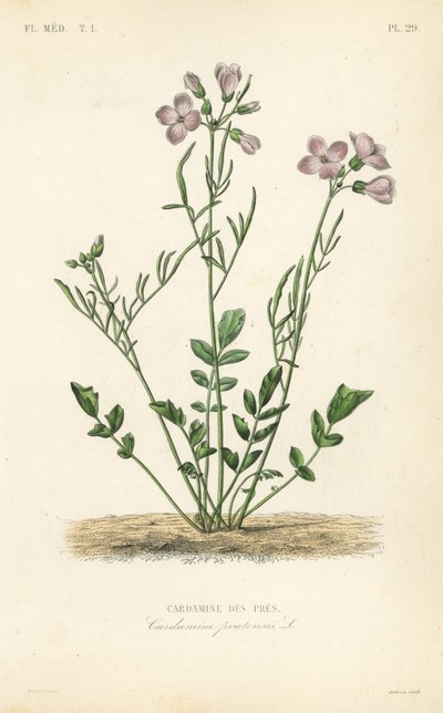 Cuckooflower, Cardamine pratensis, Cardamine des pres autorstwa Unbekannt