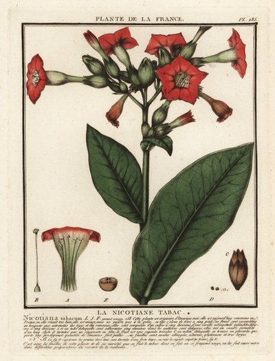 Uprawiany tytoń, Nicotiana tabacum. autorstwa Unbekannter Künstler