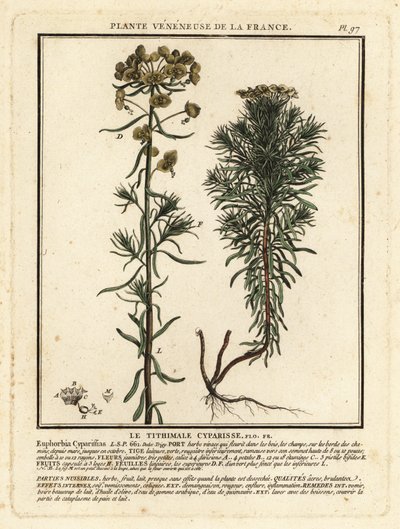 Wilczomlecz cyprysowy, Euphorbia cyparissias. autorstwa Unbekannter Künstler