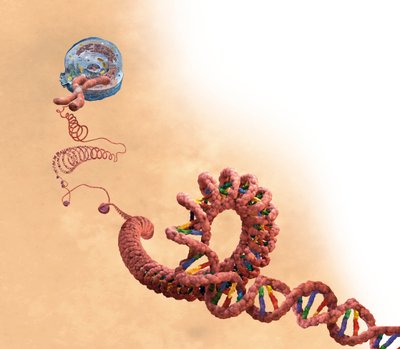 DNA, w tym podwójna helisa, chromosom, komórka autorstwa Unbekannter Künstler