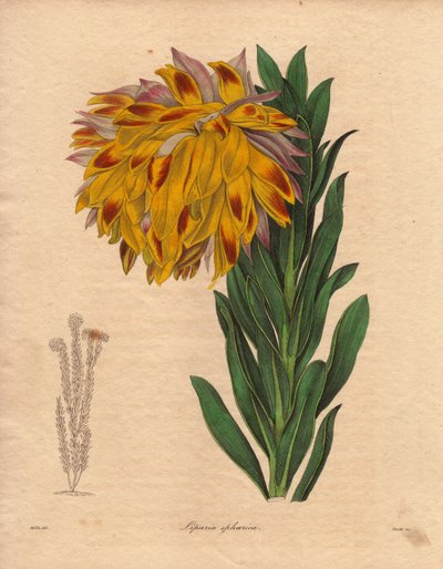 Odmiana dalii, liparia kulista (Liparia sphaerica), o dużych, pochylonych kwiatach w kolorze pomarańczowym, pochodząca z Kapsztadu (RPA). Ilustracja autorstwa R. Millsa (działającego w latach 1836-1842), w The Botanist, serii autorstwa Benjamina Maunda w p autorstwa Unbekannter Künstler