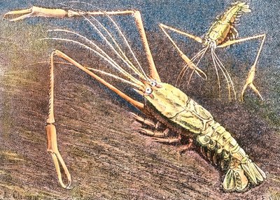 Krewetka głębinowa autorstwa Unbekannter Künstler
