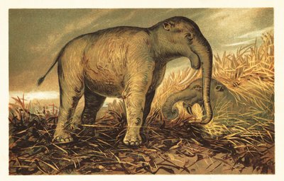 Deinotherium giganteum, duży prehistoryczny krewny współczesności 1908 (litografia) autorstwa Unbekannter Künstler