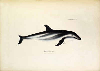 Delphinus Fitz-Royi Delfin czarny lub Fitzroy od nazwiska kapitana Roberta Fitzroya z okrętu Beagle. Plansza z "Zoologii podróży H.M.S. Beagle. opisanej przez Johna Goulda, z uwagą o ich zwyczajach autorstwa Karola Darwina". autorstwa Unbekannter Künstler