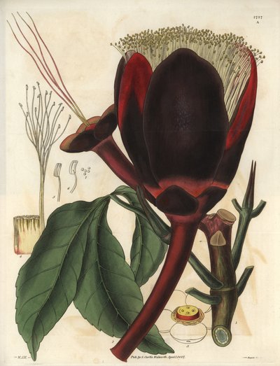 Opis dużego, ciemnoczekoladowego kwiatu drzewa pekan, które produkuje jadalne orzechy, orzechy pekan. Roślina pochodząca z Ameryki Południowej. Ilustracja autorstwa Wiliama Jacksona Hookera (1785-1865), brytyjskiego botanika i pisarza, profesora Uniwersyte autorstwa Unbekannter Künstler