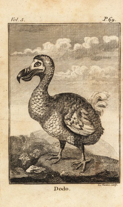 Dodo, Raphus cucullatus, wymarły ptak autorstwa Unbekannt