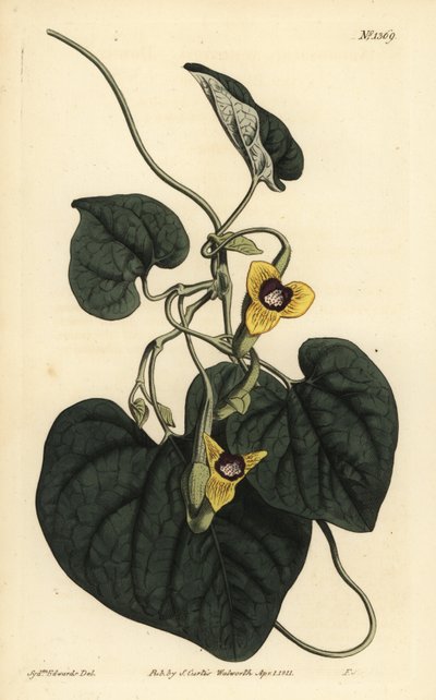 Rodzicielka owłosiona , Aristolochia tomentosa autorstwa Unbekannt