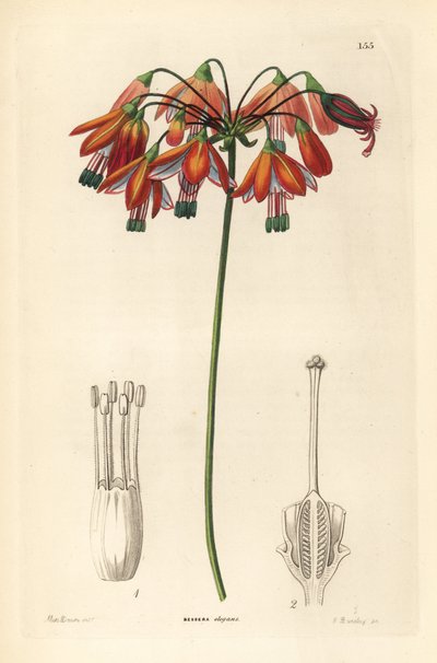 Kropla koralowca lub koralowiec z Meksyku - Krople koralowca lub elegancka bessera, Bessera elegans. Ręcznie kolorowany miedzioryt G. Barclaya według panny Sary Drake z książki "Ornamental Flower Garden and Shrubbery" Johna Lindleya i Roberta Sweeta, G. Wi autorstwa Unbekannter Künstler