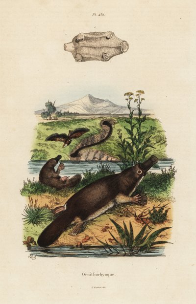Dziobak kaczodzioba , Ornithorhynchus anatinus autorstwa Unbekannt