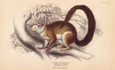 Wiewiórka Duvaucelsa, Sciurus hypoleucus. Indyjska wiewiórka olbrzymia Z okazu w Muzeum Księcia Maksymiliana z Wied-Neuwied. Ręcznie kolorowany staloryt Lizarsa na podstawie ilustracji Charlesa Hamiltona Smitha z Naturalist