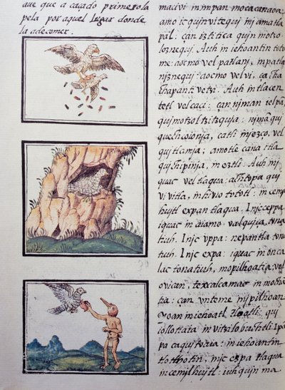 Orły, strona z Kodeksu florenckiego, wersja dwujęzyczna po hiszpańsku i nahuatl, Ogólna historia rzeczy nowej Hiszpanii hiszpańskiego misjonarza Fray Bernardino de Sahagun (1499-1590). Cywilizacja Azteków autorstwa William M. Timlin